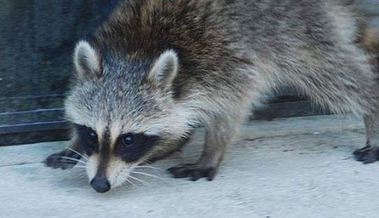 Raccoon Removal in Elkhart