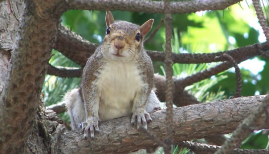 Squirrel Removal in Elkhart